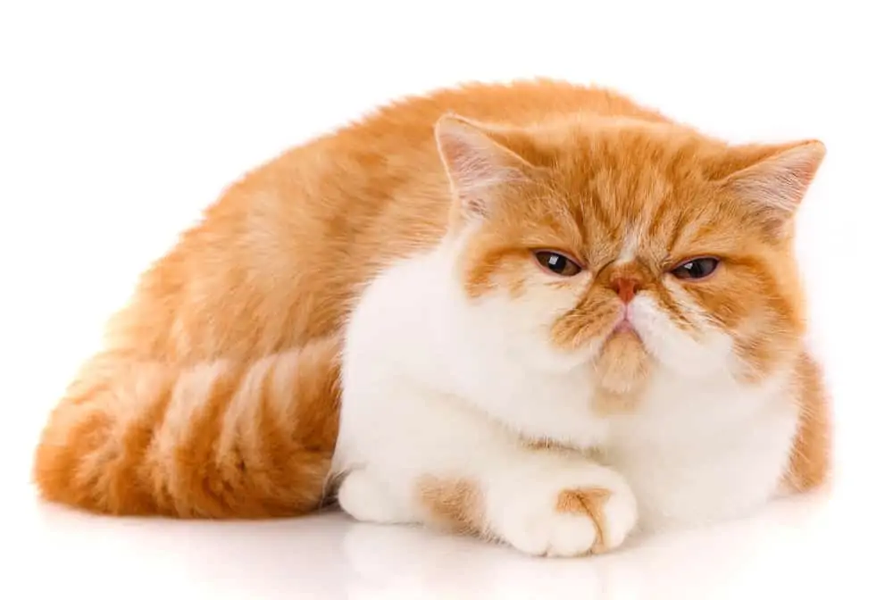 Common Health Problems in Exotic Shorthair Cats