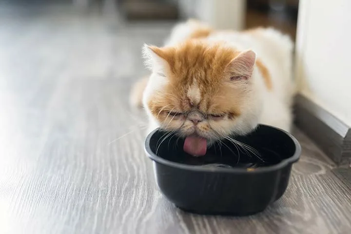 Diet for Exotic Shorthair Cats