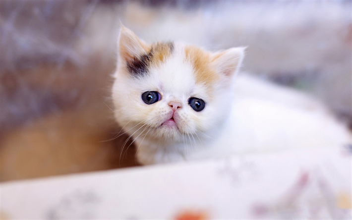 Buying or Owning a Kitten Exotic Shorthair Cat