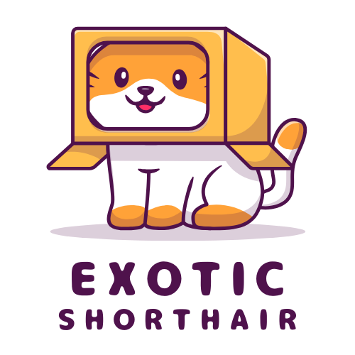 Exotic Shorthair Cats – All About